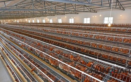 華全養殖場用800kw靜音型發電機組