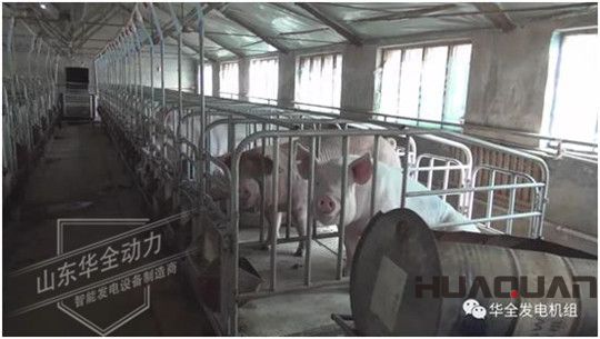 華全在養(yǎng)豬場